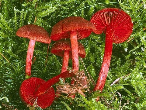 Blood-red cobweb: photo and description