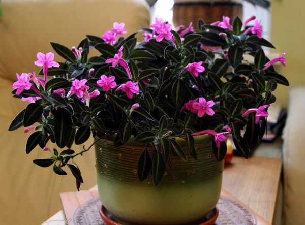 Blooming indoor flowers: an overview of the most unpretentious