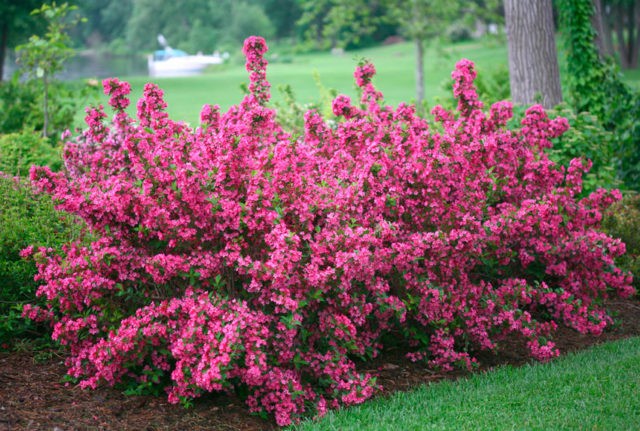 Blooming weigela shrub: photo of flowers, how it grows, varieties