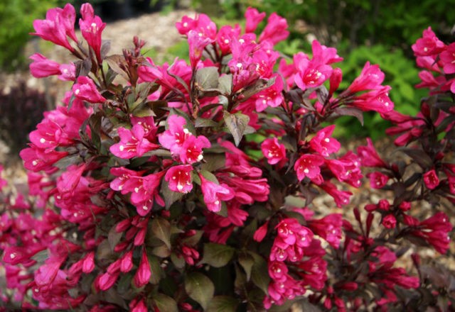 Blooming weigela shrub: photo of flowers, how it grows, varieties