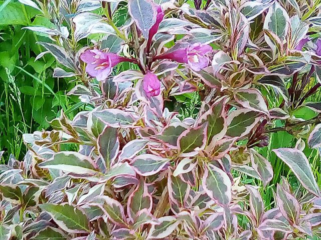 Blooming weigela shrub: photo of flowers, how it grows, varieties