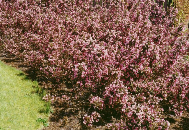 Blooming weigela shrub: photo of flowers, how it grows, varieties