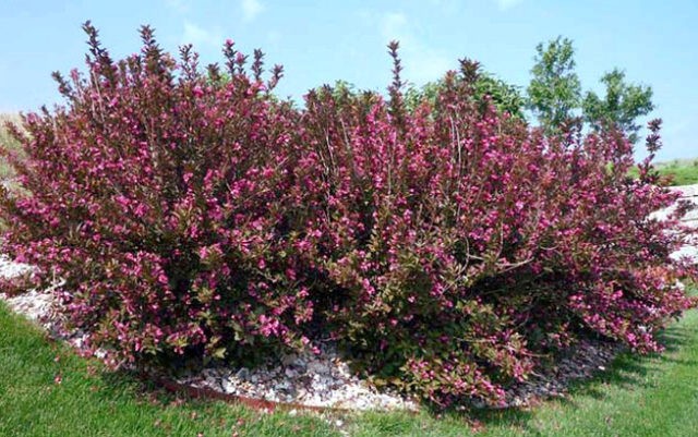 Blooming weigela shrub: photo of flowers, how it grows, varieties