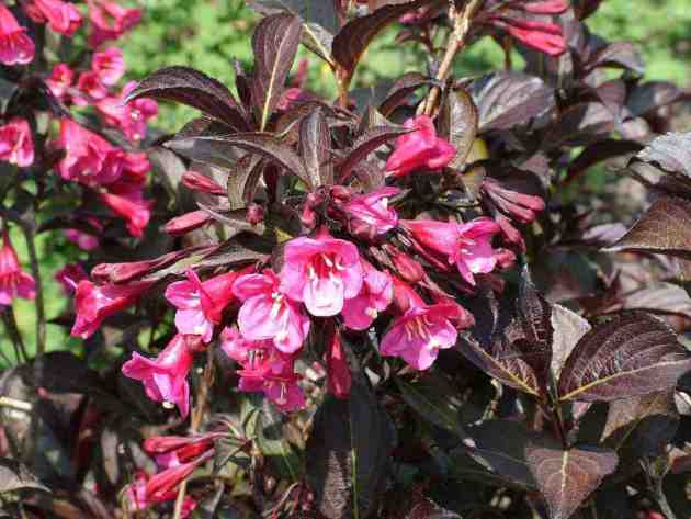 Blooming weigela shrub: photo of flowers, how it grows, varieties