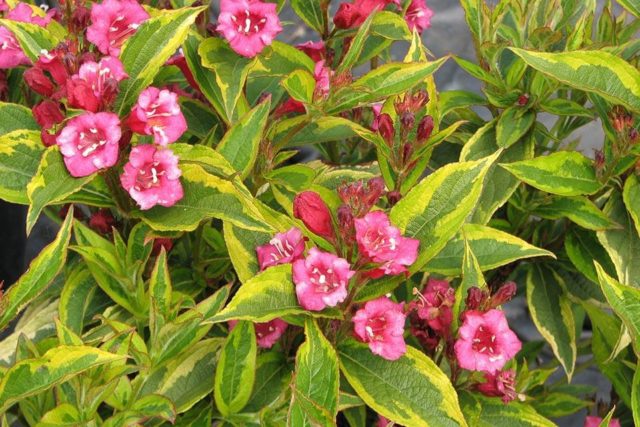 Blooming weigela shrub: photo of flowers, how it grows, varieties