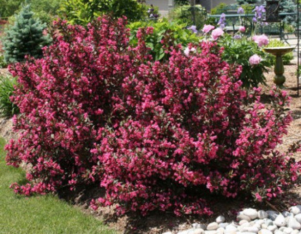 Blooming weigela shrub: photo of flowers, how it grows, varieties