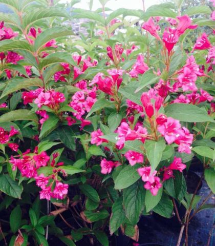 Blooming weigela shrub: photo of flowers, how it grows, varieties