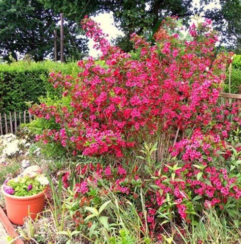 Blooming weigela shrub: photo of flowers, how it grows, varieties