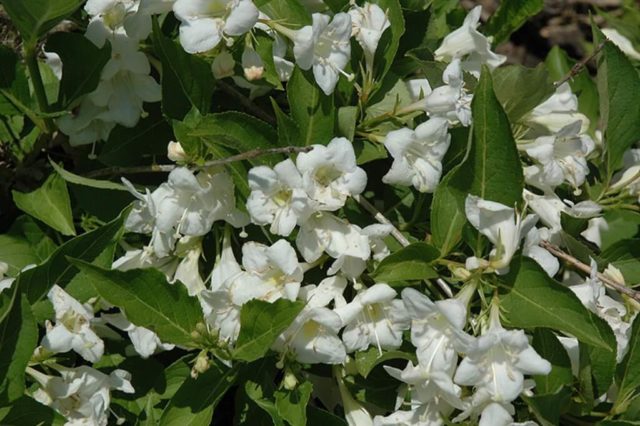 Blooming weigela shrub: photo of flowers, how it grows, varieties