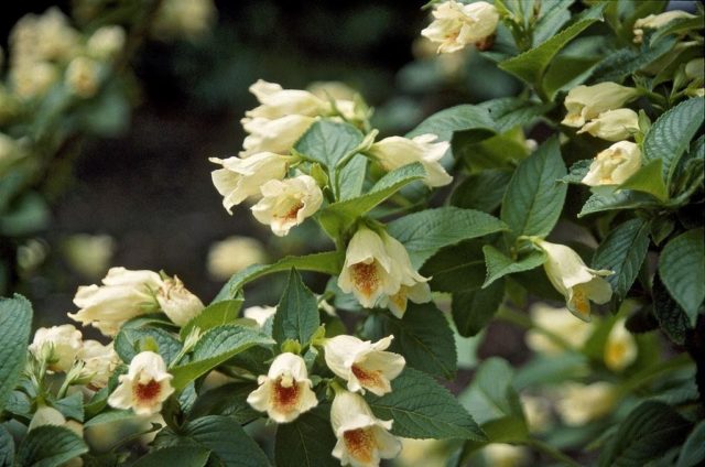 Blooming weigela shrub: photo of flowers, how it grows, varieties