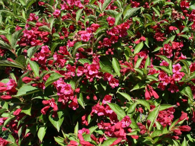 Blooming weigela shrub: photo of flowers, how it grows, varieties