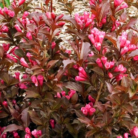 Blooming weigela shrub: photo of flowers, how it grows, varieties