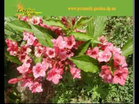 Blooming weigela shrub: photo of flowers, how it grows, varieties