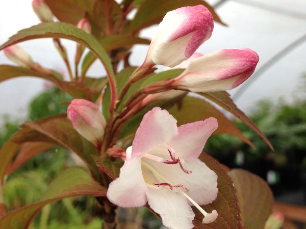 Blooming weigela shrub: photo of flowers, how it grows, varieties