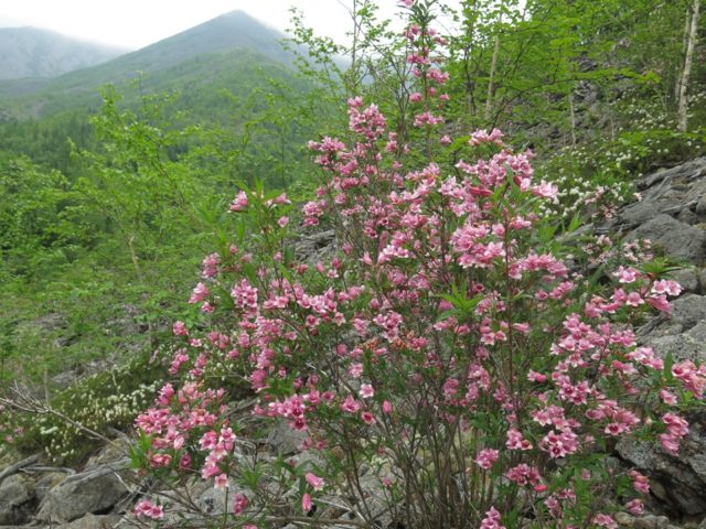 Blooming weigela shrub: photo of flowers, how it grows, varieties