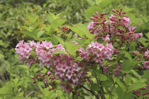 Blooming weigela shrub: photo of flowers, how it grows, varieties