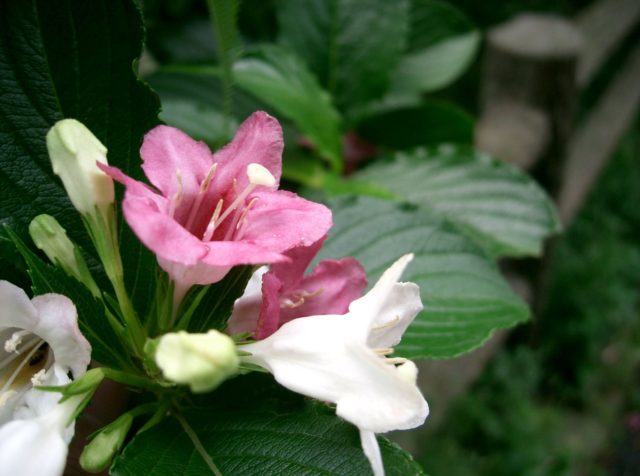 Blooming weigela shrub: photo of flowers, how it grows, varieties