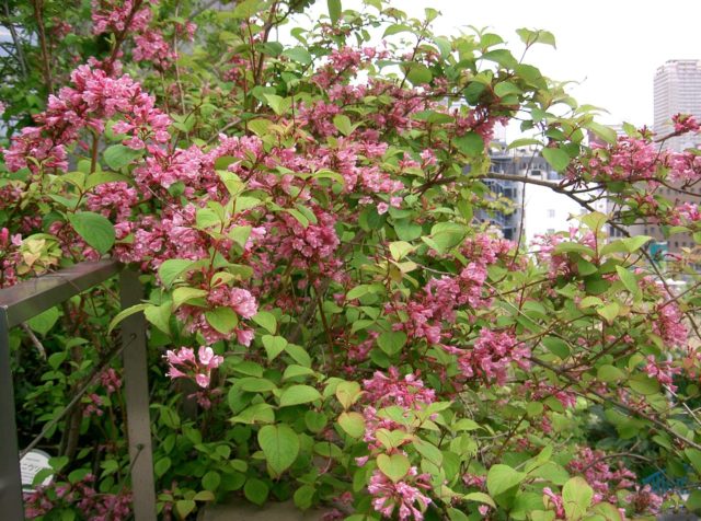 Blooming weigela shrub: photo of flowers, how it grows, varieties