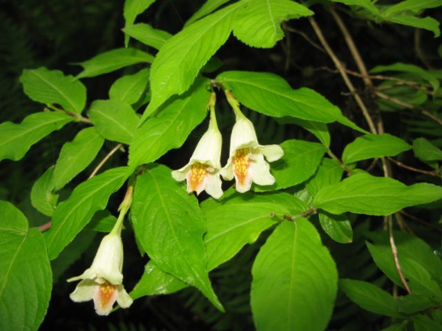 Blooming weigela shrub: photo of flowers, how it grows, varieties