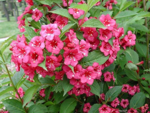 Blooming weigela shrub: photo of flowers, how it grows, varieties