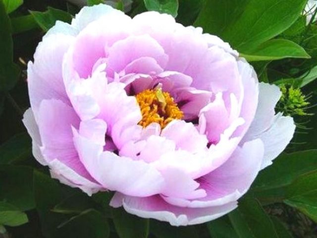 Blue (blue) peonies: photo of flowers with a name