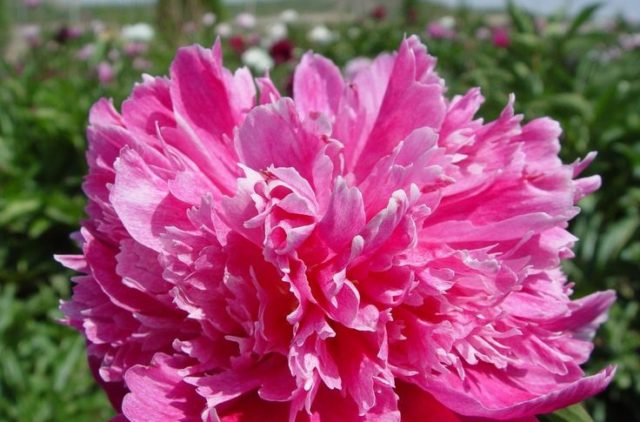 Blue (blue) peonies: photo of flowers with a name