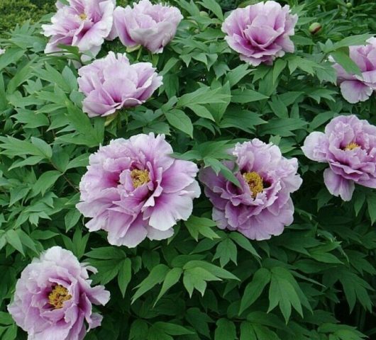 Blue (blue) peonies: photo of flowers with a name