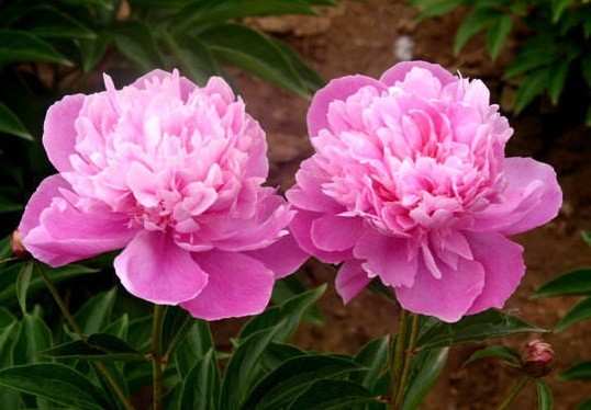 Blue (blue) peonies: photo of flowers with a name