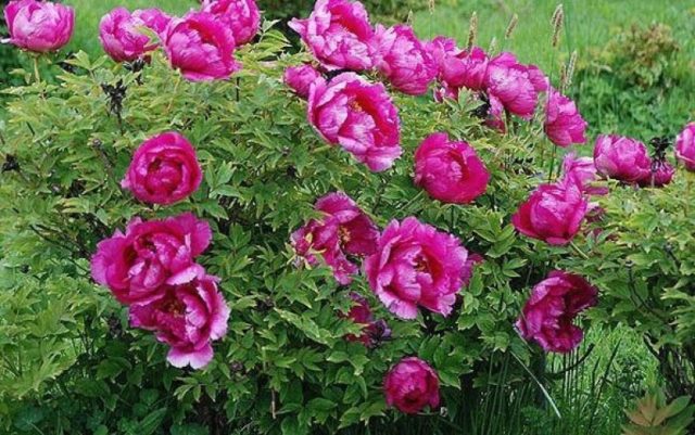 Blue (blue) peonies: photo of flowers with a name