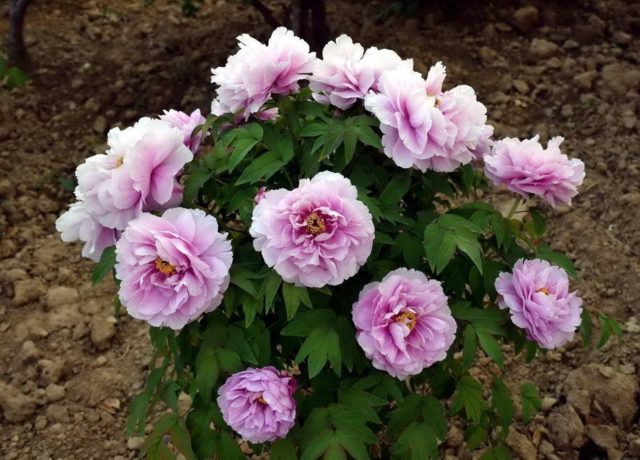 Blue (blue) peonies: photo of flowers with a name