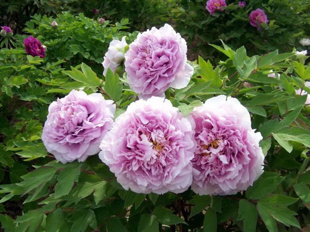 Blue (blue) peonies: photo of flowers with a name