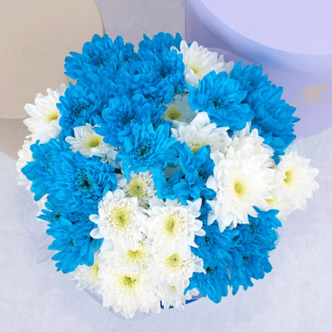 Blue chrysanthemums: how to paint yourself