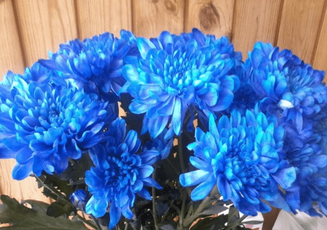 Blue chrysanthemums: how to paint yourself