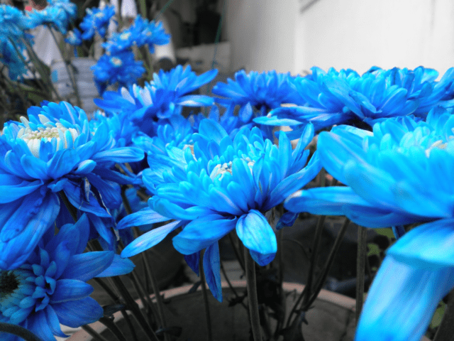 Blue chrysanthemums: how to paint yourself