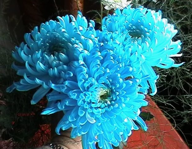 Blue chrysanthemums: how to paint yourself