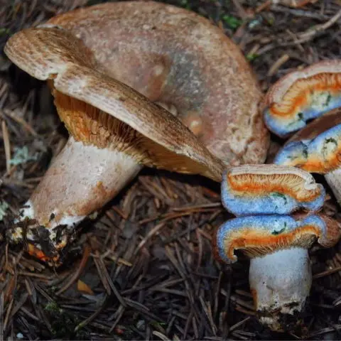 Blue ginger: why the mushroom turns blue and what to do