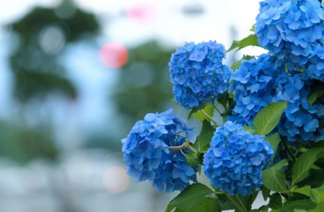 Blue hydrangea: description, planting and care, varieties with photos