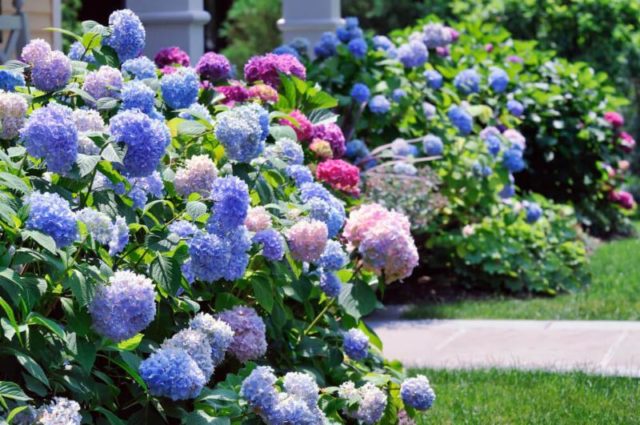 Blue hydrangea: description, planting and care, varieties with photos