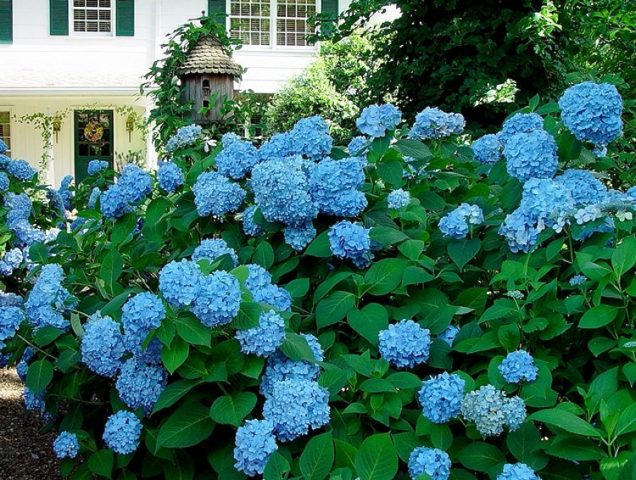 Blue hydrangea: description, planting and care, varieties with photos