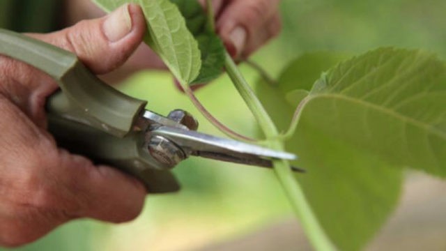 Blue hydrangea: description, planting and care, varieties with photos