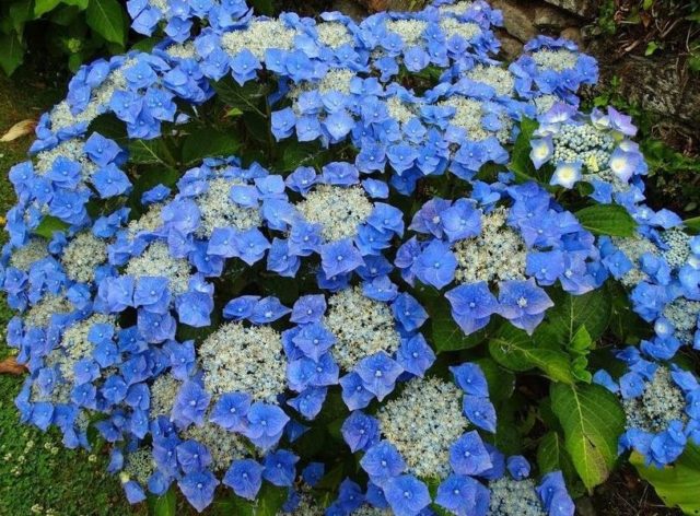 Blue hydrangea: description, planting and care, varieties with photos