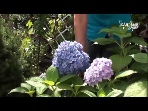 Blue hydrangea: description, planting and care, varieties with photos