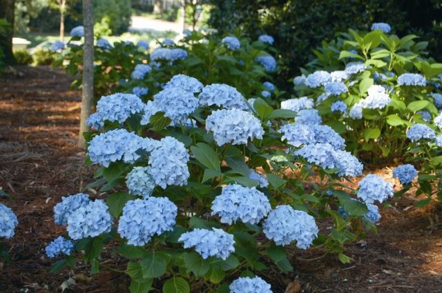 Blue hydrangea: description, planting and care, varieties with photos