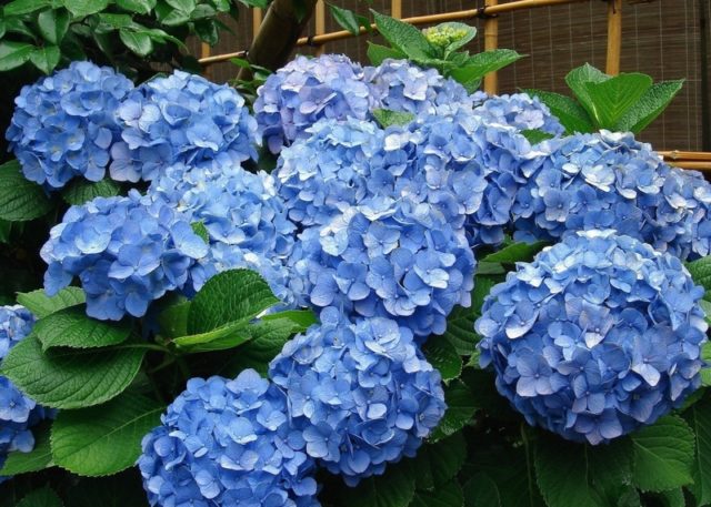 Blue hydrangea: description, planting and care, varieties with photos