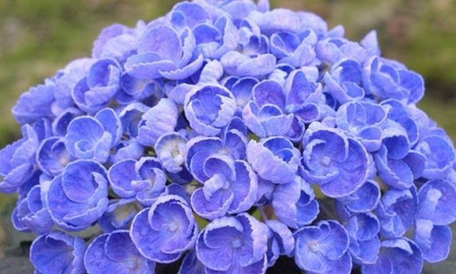 Blue hydrangea: description, planting and care, varieties with photos