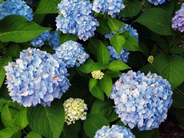 Blue hydrangea: description, planting and care, varieties with photos