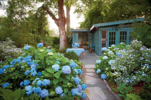 Blue hydrangea: description, planting and care, varieties with photos