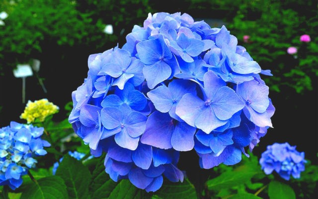 Blue hydrangea: description, planting and care, varieties with photos