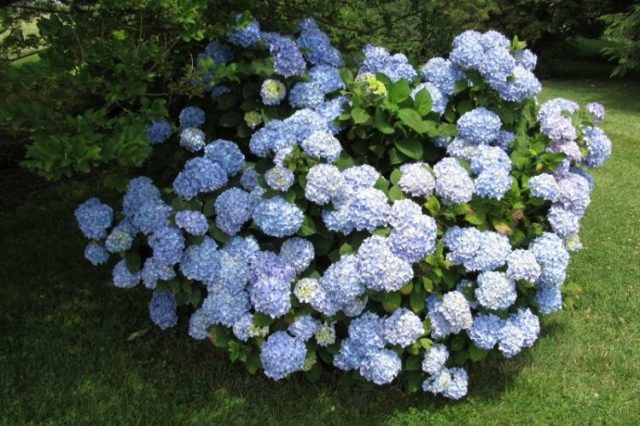 Blue hydrangea: description, planting and care, varieties with photos