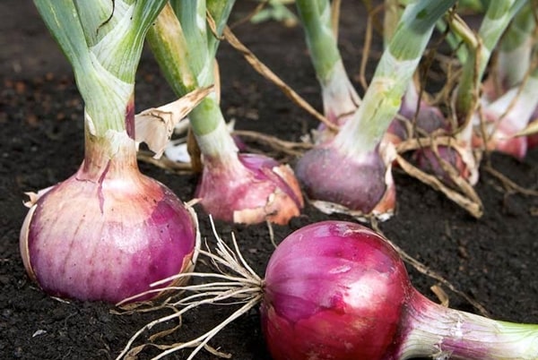 Blue onions, purple and other sweet varieties: description, benefits and harms, application, cultivation features